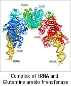 Complex of tRNA and Glutamine amido transferase
