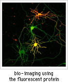 bio-imaging using the fluorescent protein