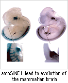 amnSINE1 lead to evolution of the mammalian brain